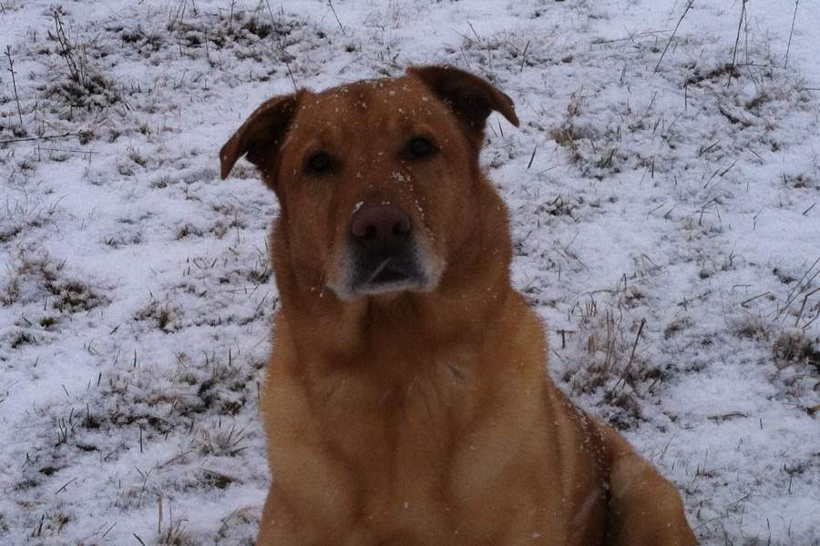 Dog